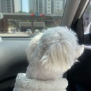 경기도 양평군 국공립 양서어린이집 | 두물머리 핫도그 &amp; 주차 &amp; 강아지 산책 후기