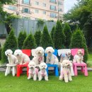 플랜더스 | [리뷰] 시흥 애견카페 플랜더스 파크 방문기 | 하우고개 근처 반려견과 힐링 타임