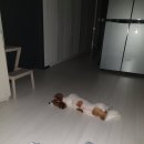 백구파출소 | 억새로 유명한 오서산 등산코스 : 성연주차장-시루봉-오서산정상-성연주차장