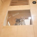 뜰안에냥 이미지