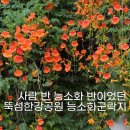 능소화 군락지 다녀온 솔직 후기｜뚝섬한강공원 능소화 명소 위치 정보