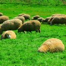 청암목장 이미지