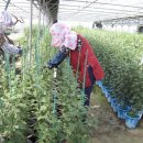 구미시농업기술센터 이미지