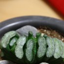 haworthia truncata (유통명 : 창자??) 이미지