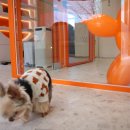 켈리 독, 강남 애견호텔 애견유치원 이미지