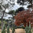 [춘천] 소울 로스터리 소나무숲 대형카페 옥수수커피 내돈내산 솔직후기