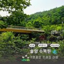 소나무 피톤치드 맡으며 기분 좋은 산책, 강릉 솔향 수목원