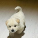 [유기견 입양 후기] 내인생을 망치러온 나의 구원자 뽀삐🐶