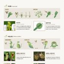 식충식물의 종류[Carnivorous plants] 이미지