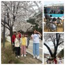 부귀리벗꽃 이미지