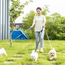 문화애견 이미지