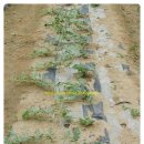 에스농장 이미지