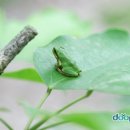 청개구리