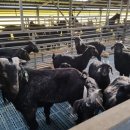 아침햇살염소농장 이미지