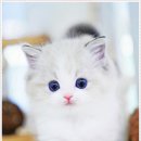 강남고양이분양 스타돌스 이미지