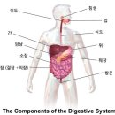 장 폐색의 관리 (장이 막혀서 식사를 못하고 자꾸 구토가 나올 경우) 이미지