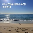 동백로29번길 25 | 부산 해운대해수욕장 겨울 바다 풍경 +갈매기