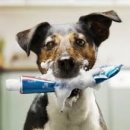 어니스트 동물병원 이미지