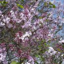 오월의수수꽃다리 이미지