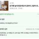 나는펫 | 강아지, 고양이 펫도어 내돈내산 후기 - 펫도어 추천, 비추천? 요기펫 펫도어