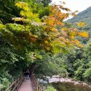 지리산큰나무 이미지
