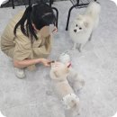 돌비 가정 애견 농장 | 40대 애견미용 늦지 않았어요 기술 배워 정년퇴직 이후 까지 가정견 실습 배운 후기