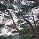 큰언니 이미지