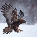 비룡반점 이미지