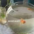로제라이트(roselight)