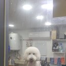 부산애견팡팡 이미지