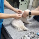 진흥동물병원 이미지