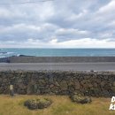 제주애아리 이미지