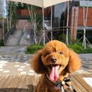 강아지미용실 정독 이미지