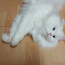[사료후기] 어스본 홀리스틱 와일드 씨 캣치 그레인프리 캣