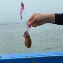 신흑7통마을회관 | 보령 나이키호 | 주꾸미 &amp; 갑오징어 바다 선상 낚시