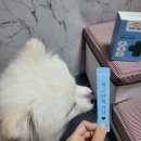 파파메디