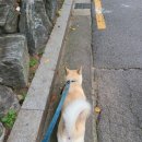 민's 펫살롱 이미지