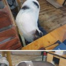 돼지두마리 이미지