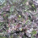 마른 파래, 톳 무침 이미지