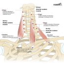 CM Fitness 이미지