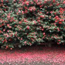 동백자연에너지 이미지