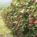 블랙베리 먹는 법 이미지