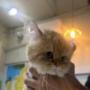 김냐옹 미용실 이미지