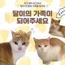 [고양이 입양홍보] 미묘 치즈공주 “달이” 가족이 되어주실 분💞 이미지