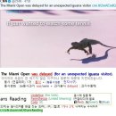 #CNN #KhansReading 2017-03-25-1 The Miami Open was delayed for an unexpected iguana visitor 이미지