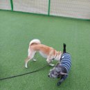 공감애견학교 이미지