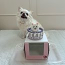 멍프레시 | 부산 덕천 반려동물 수제 간식집 [멍프레시] 주문제작 케이크 후기