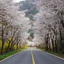 명품 벚꽃 길 이미지