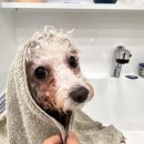 커몬댕댕 광주애견유치원&애견호텔 이미지