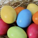 대한메추리 이미지